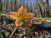 52 Elleboro fecondato (Helleborus niger) 